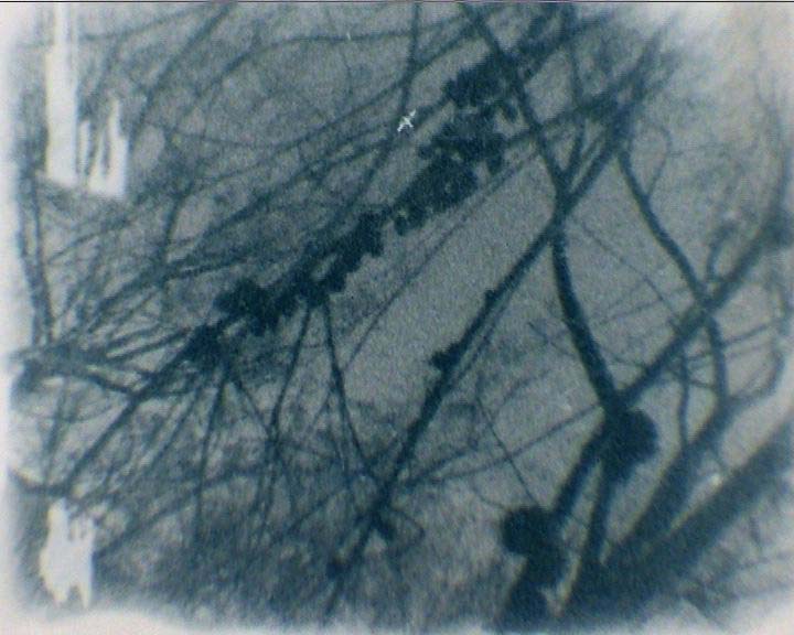 Frame from Conimbla